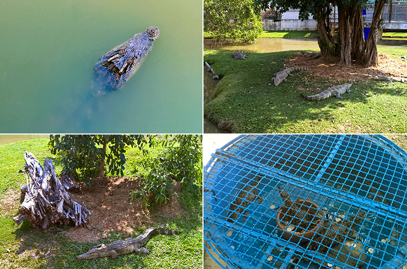 Bung-Chawak-Aquarium-crocodile