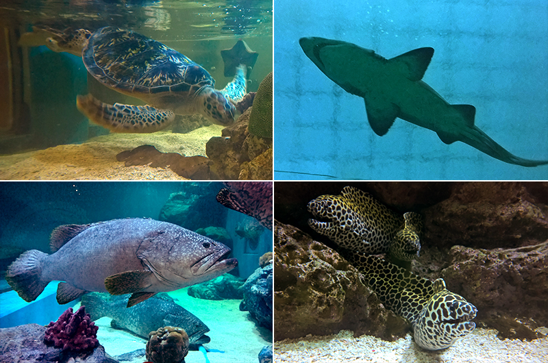 Bung-Chawak-Aquarium-fish