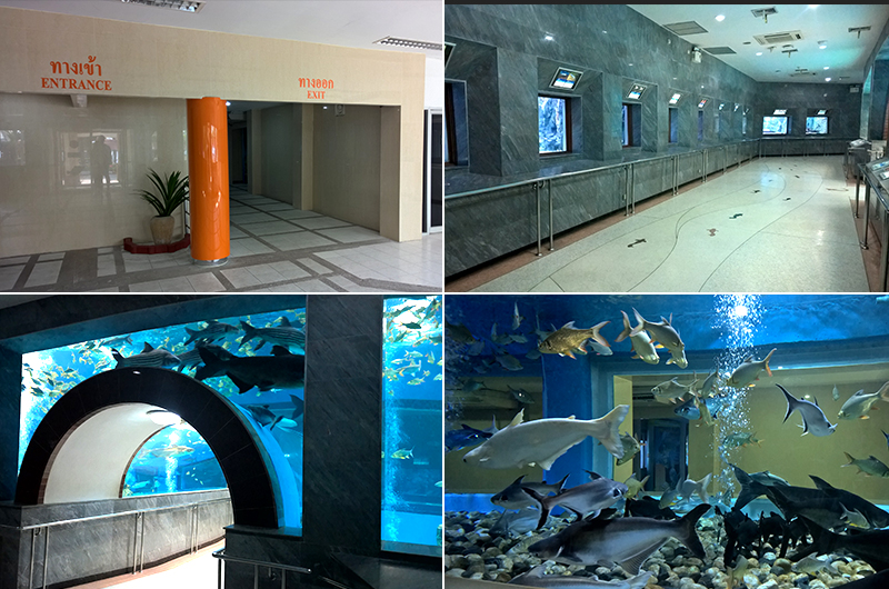 Bung-Chawak-Aquarium-freezone