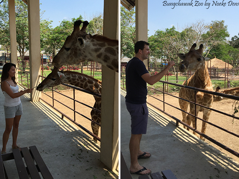 Bung-Chawak-Zoo-giraffe