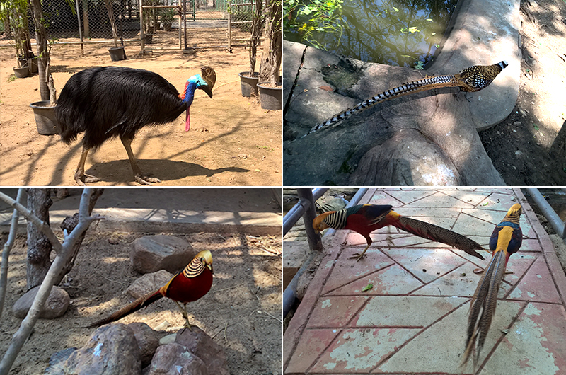 birds-Bung-Chawak-Zoo