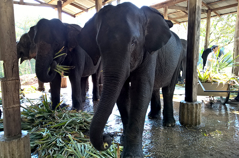 sappraiwan-elephant-feeding-them