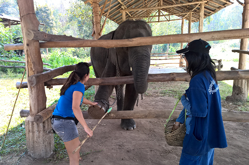 sappraiwan-elephant-training